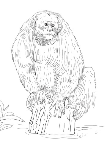 Bald Uakari Coloring Page